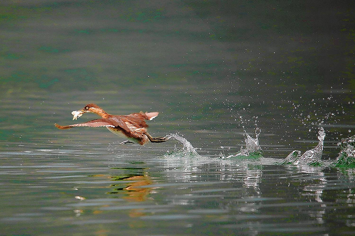 大昌湖國家濕地公園