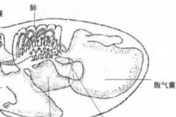 腹氣囊