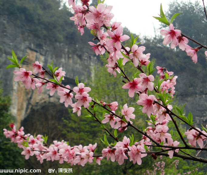 桃條溝村