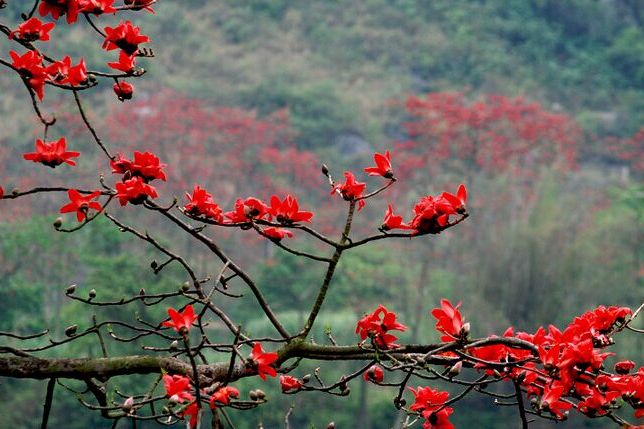 秀山紅