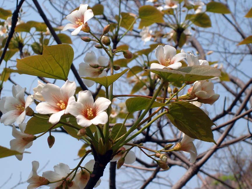 桐樹花