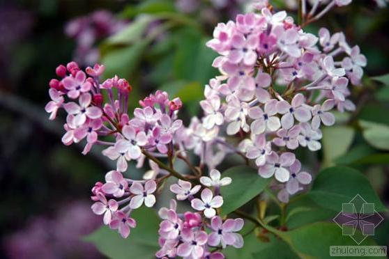 朝鮮丁香瀋陽植物園群體SYZWY12