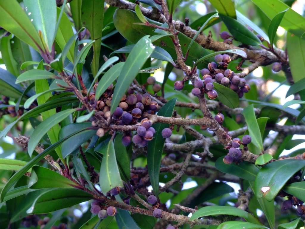 密花樹(報春花科鐵仔屬植物)