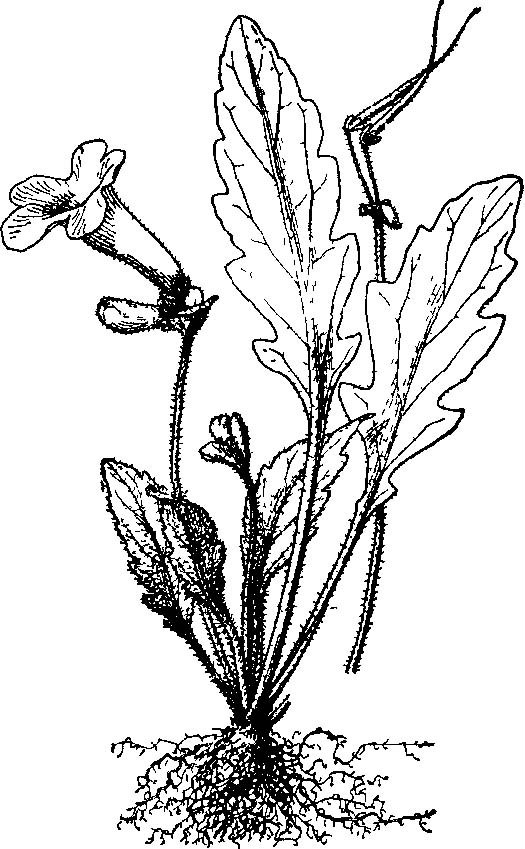 羽裂唇柱苣苔系
