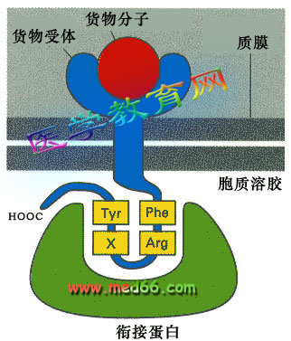 接合素