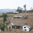 茶元村(雲南省昭通市彝良縣洛旺鄉下轄村)