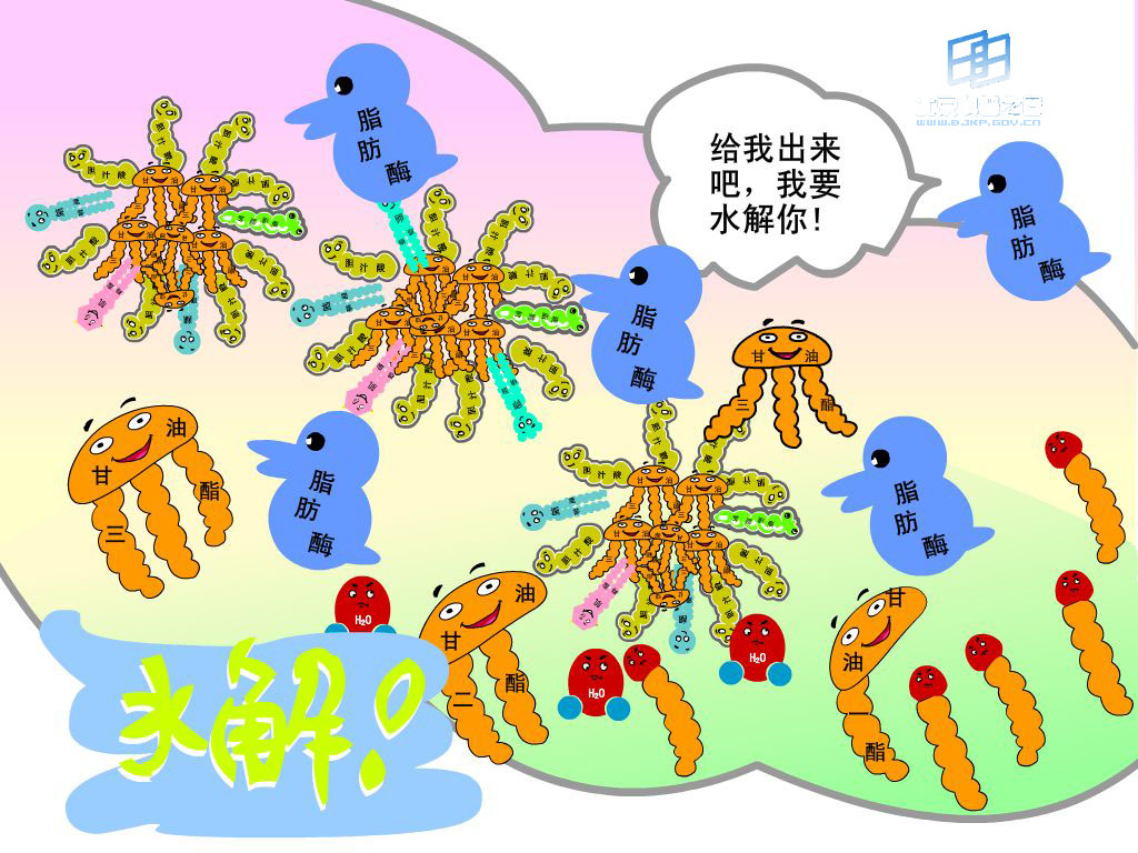 脂類漫畫