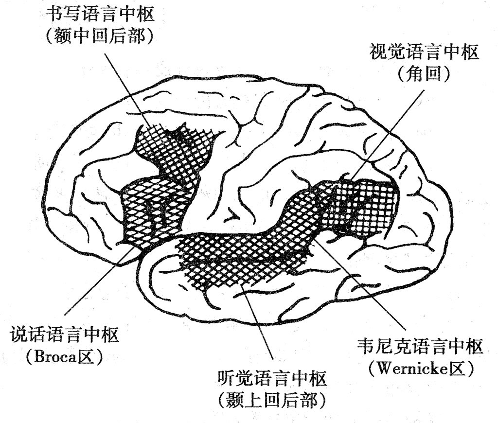 語言區