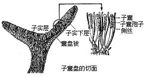 子囊盤