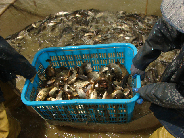 銀川鯉魚