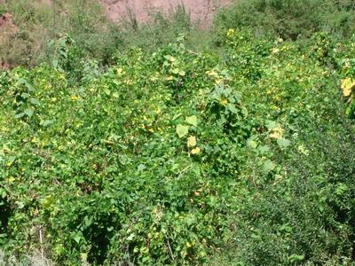 上箐村特色產業——芸豆