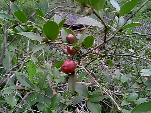 野山茶樹（木子樹）