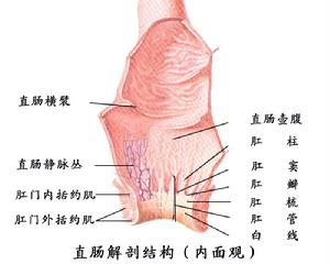 先天性直腸肛門發育畸形