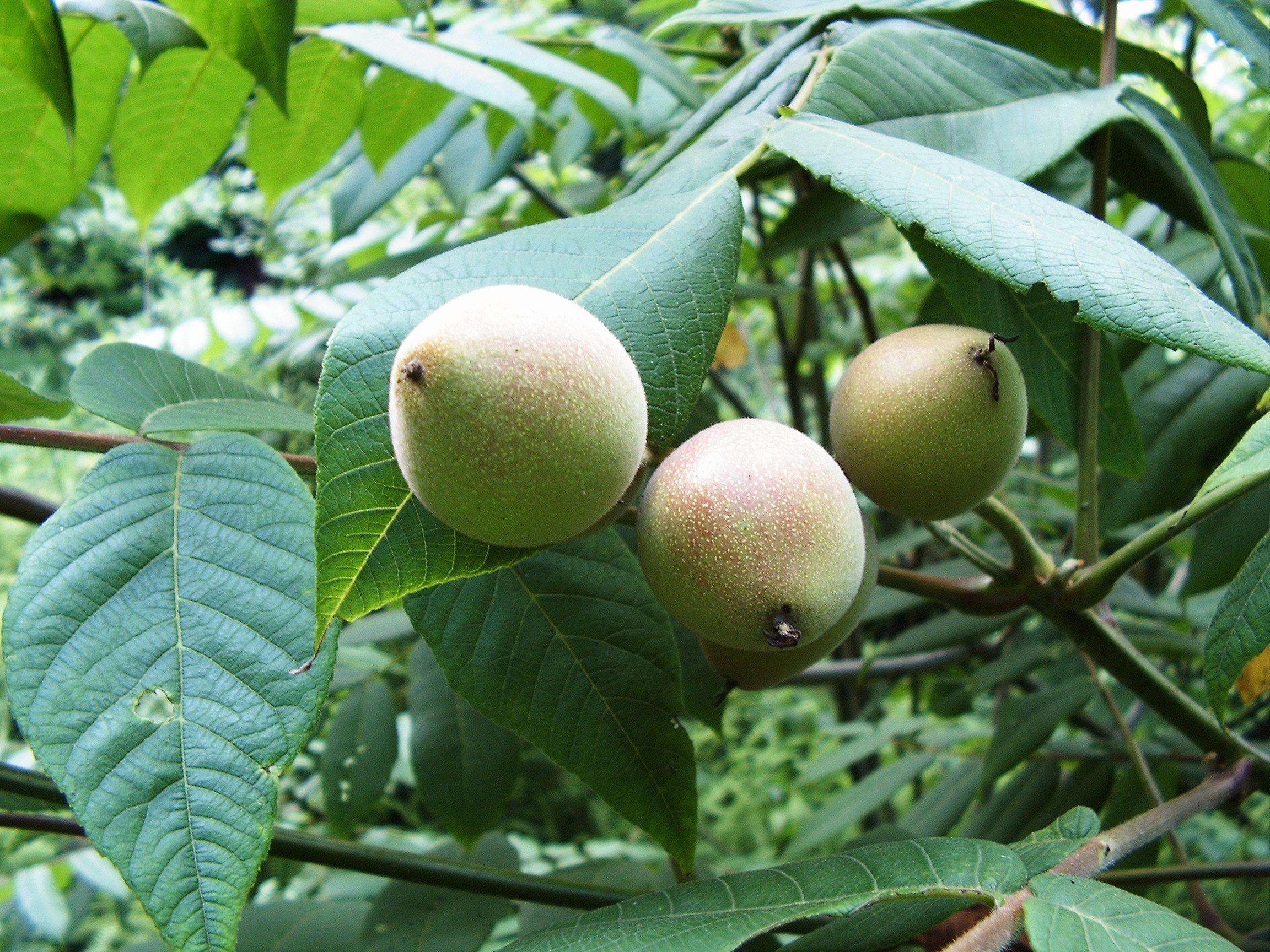 南江山核桃