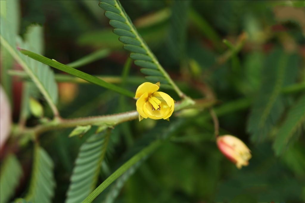 豆茶決明