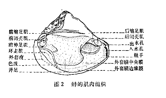 外套膜模型圖