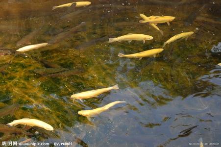 鱒魚(輻鰭魚綱動物)