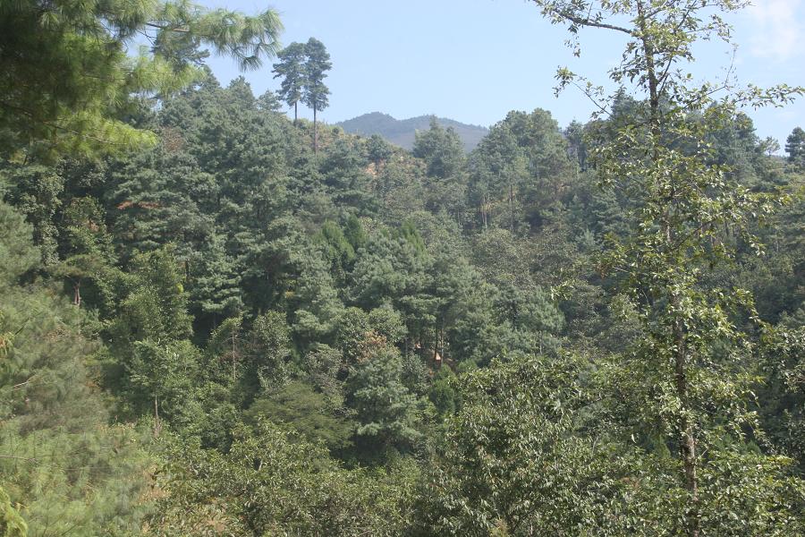 挖斷山自然村生態林