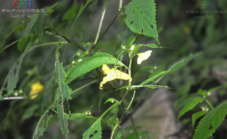 匍匐鳳仙花