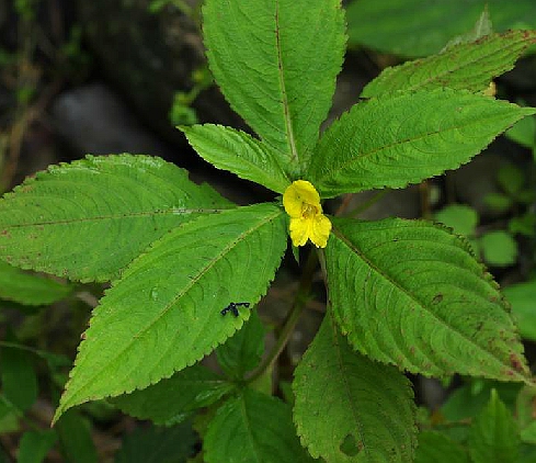 川鄂鳳仙花