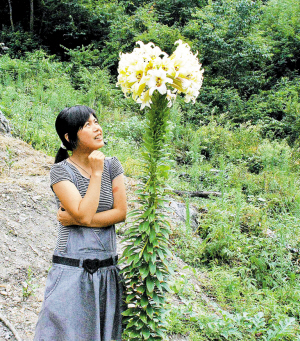 野百合花