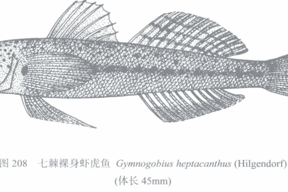 七棘裸身蝦虎魚