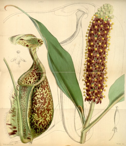 《柯蒂斯植物學雜誌》中萊佛士豬籠草的插圖