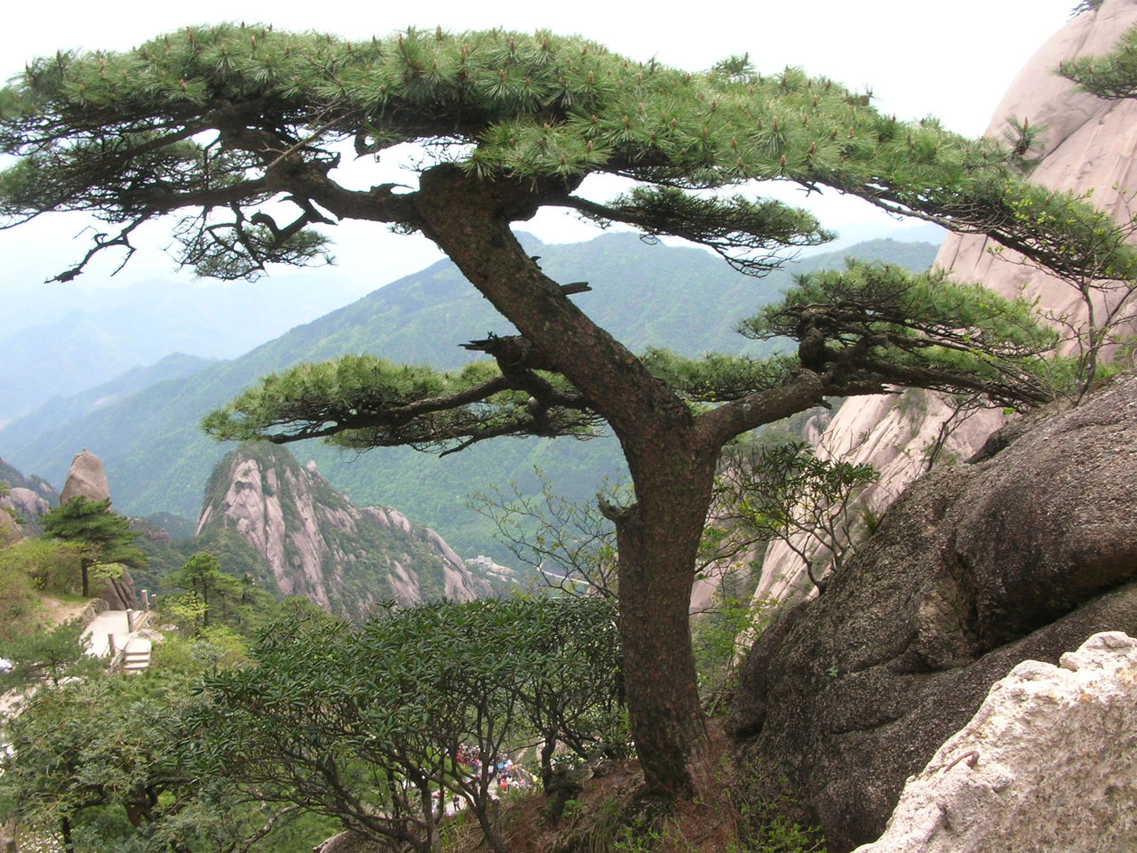 黃山麒麟松