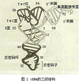 轉運RNA(轉移核糖核酸)