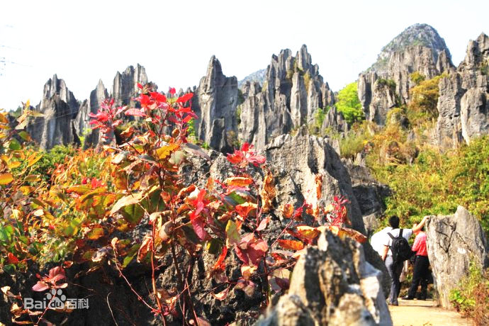 泥凼石林風景名勝區