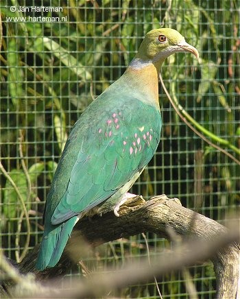 粉紅點果鳩