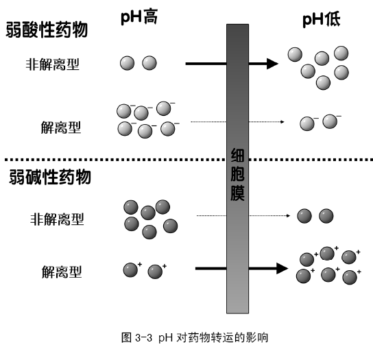 藥物跨膜轉運