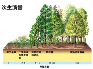 部分次生演替的過程