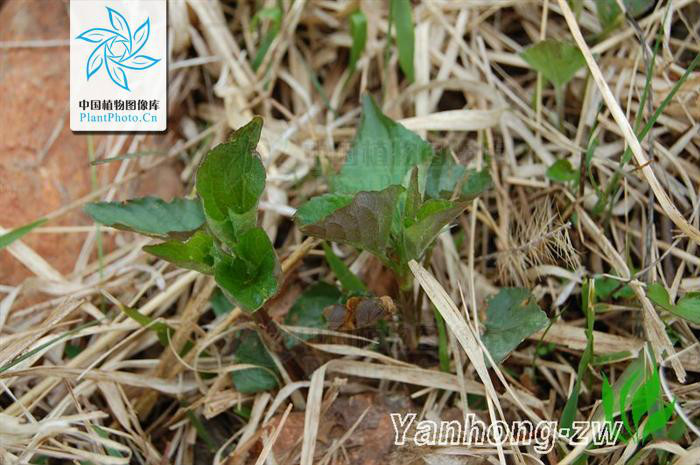 白花東北堇菜（變型）