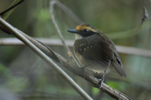 白眉蟻鳥