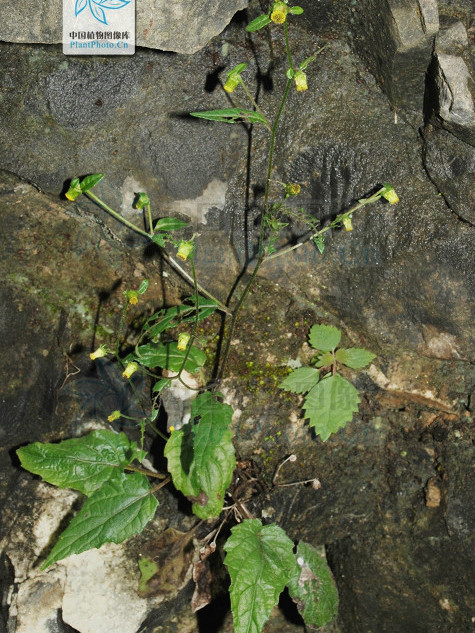 毛暗花金挖耳