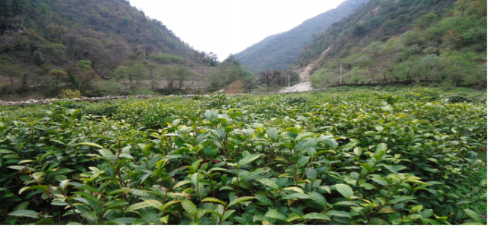 門隅佛芽·玉羅岡吉