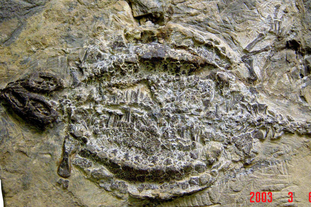 晚三疊世早期多板礫甲龜龍化石