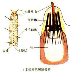 前庭器官(水螅的機械感受器)