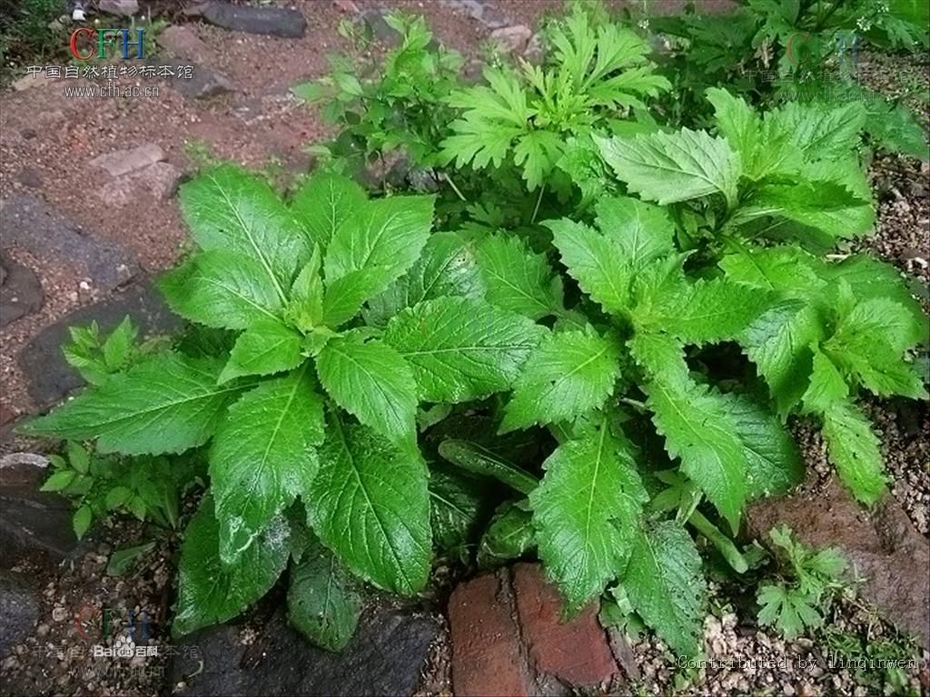 線果芥屬