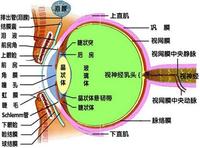 虹膜異色性葡萄膜炎