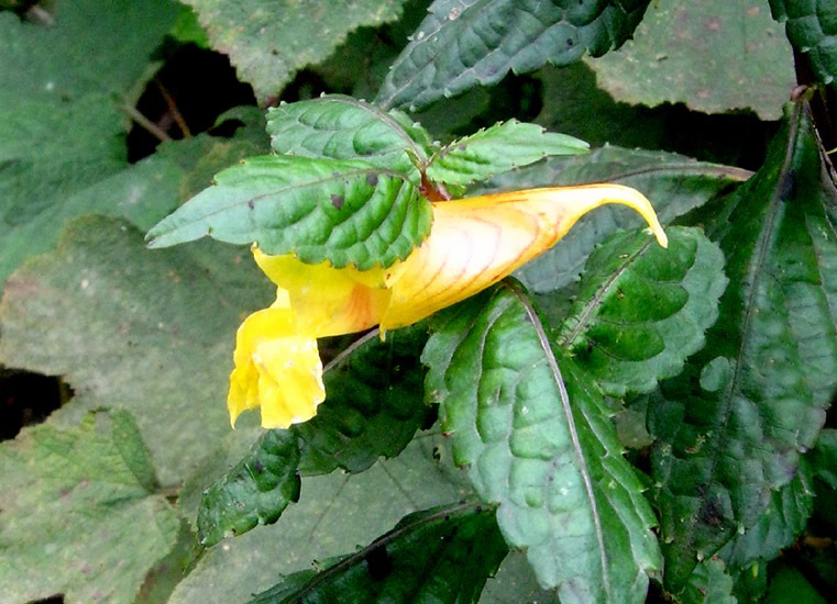 峨眉山四季坪的鳳仙花——大青樹攝影