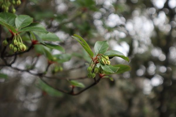 少花吊鐘花