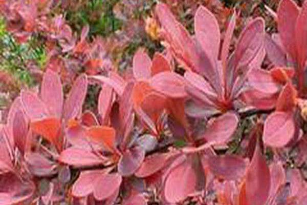 Berberis thunbergii f. atropurpurea \x27Rose Glow\x27