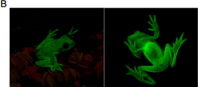 圓點紋樹蛙背部和腹部的螢光