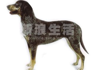 卡他豪拉豹犬