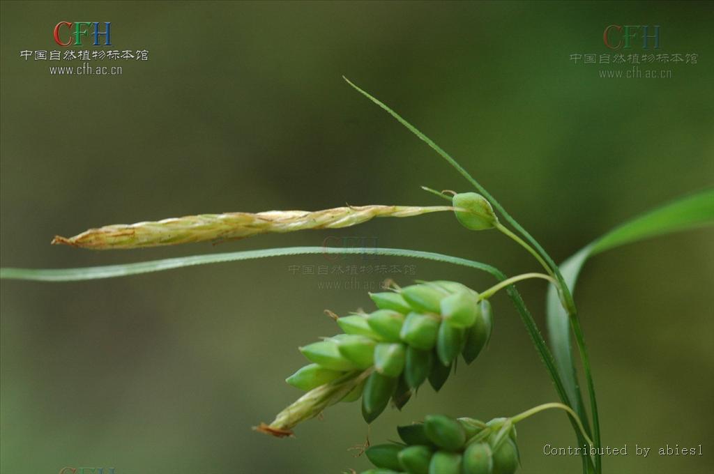 二形鱗苔草