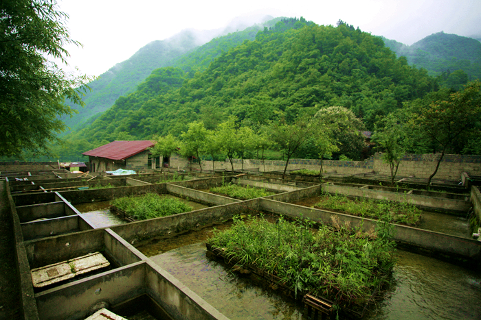 房縣娃娃魚養殖基地