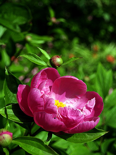 芍藥花