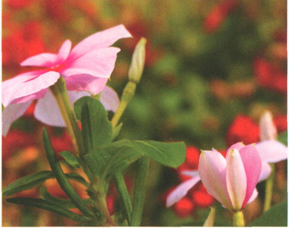 亮眼長春花